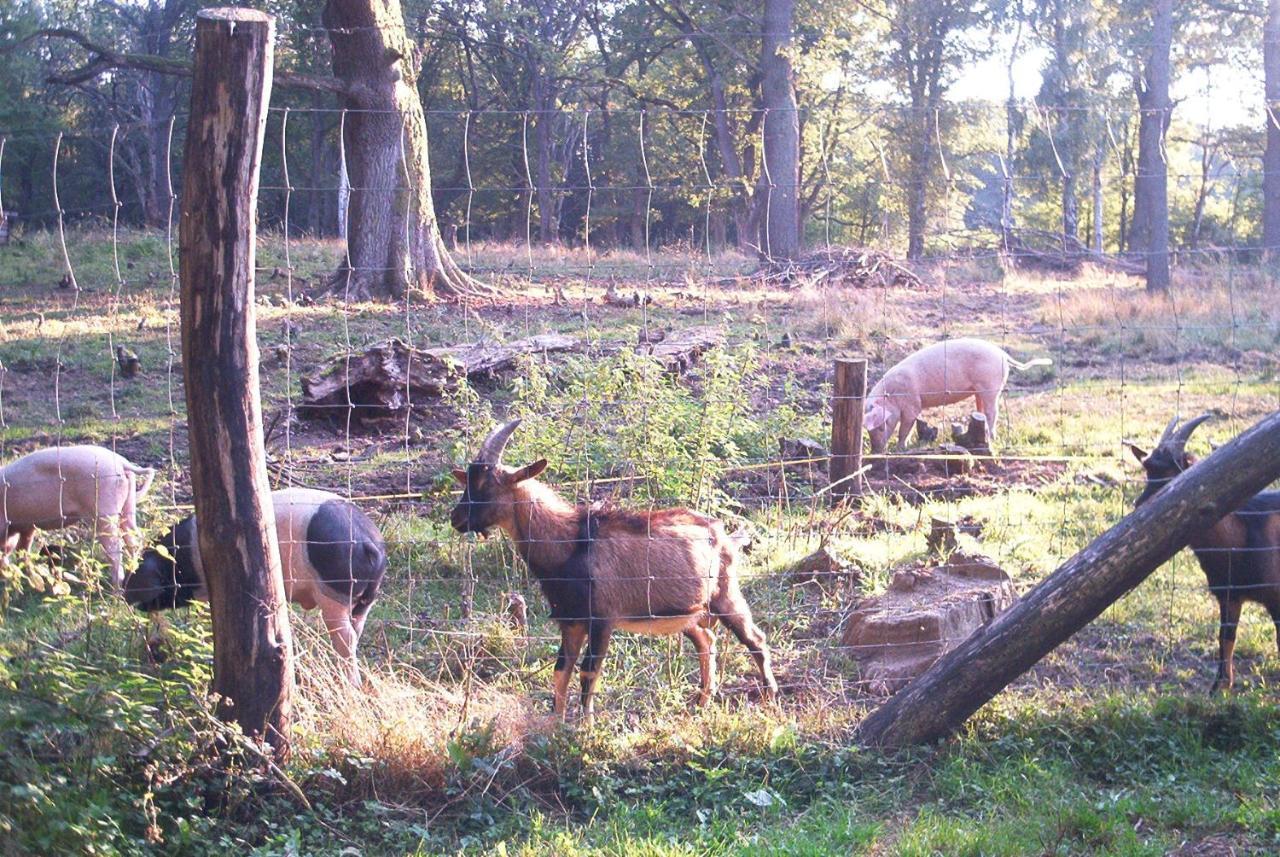 Ferienwohnungen Stricker Harz Walkenried Εξωτερικό φωτογραφία